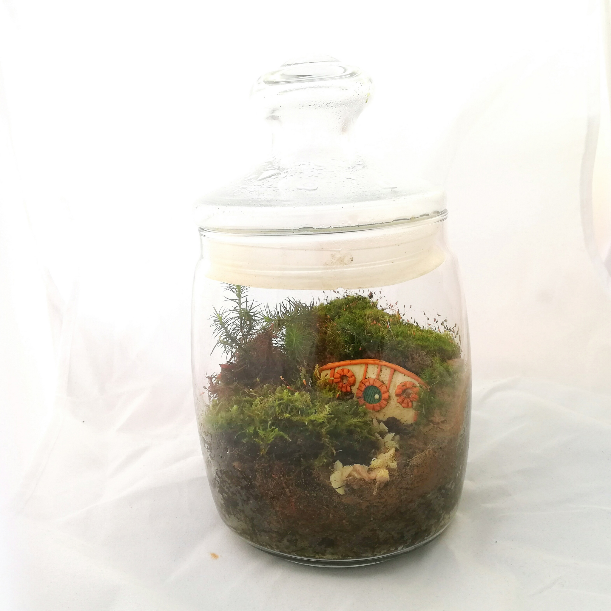 Mossariums with living moss: about one of my hobbies - My, Hobby, Moss, Unusual, Enthusiasm, Longpost