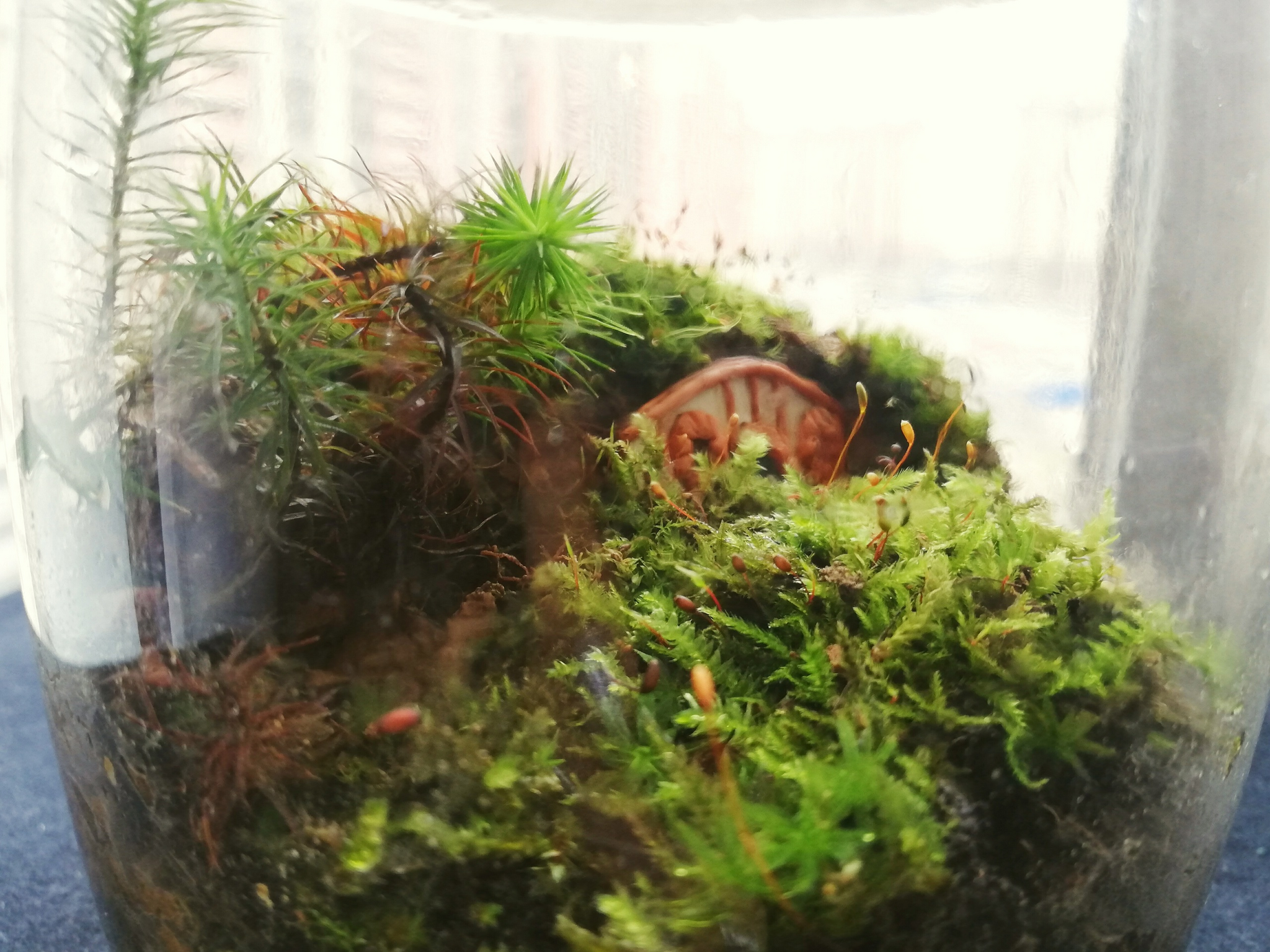 Mossariums with living moss: about one of my hobbies - My, Hobby, Moss, Unusual, Enthusiasm, Longpost