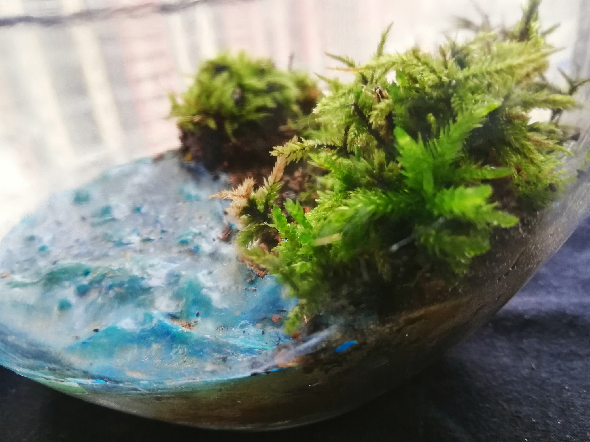 Mossariums with living moss: about one of my hobbies - My, Hobby, Moss, Unusual, Enthusiasm, Longpost