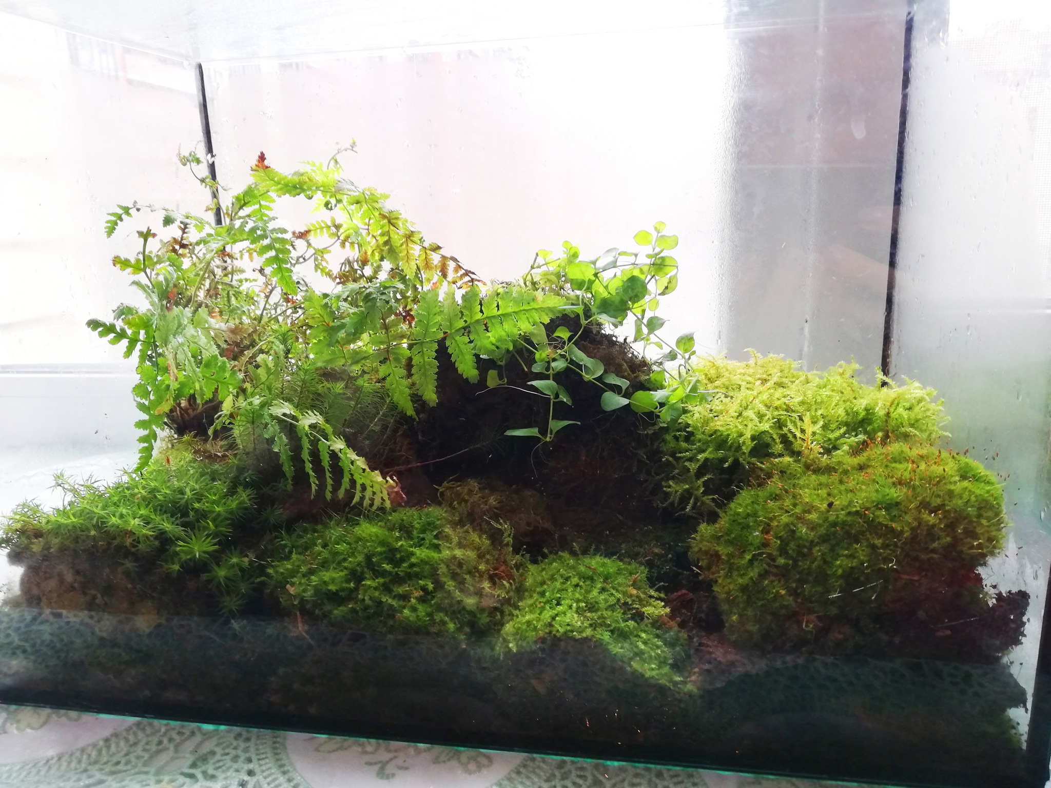 Mossariums with living moss: about one of my hobbies - My, Hobby, Moss, Unusual, Enthusiasm, Longpost