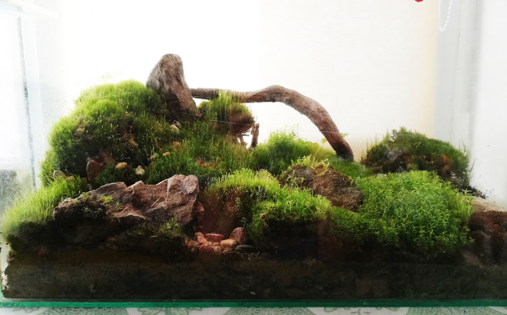 Mossariums with living moss: about one of my hobbies - My, Hobby, Moss, Unusual, Enthusiasm, Longpost