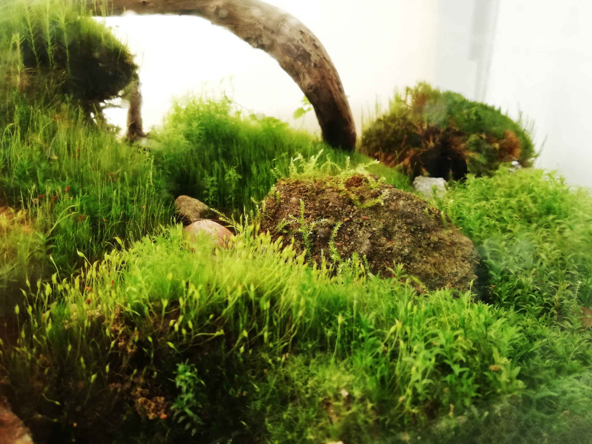 Mossariums with living moss: about one of my hobbies - My, Hobby, Moss, Unusual, Enthusiasm, Longpost