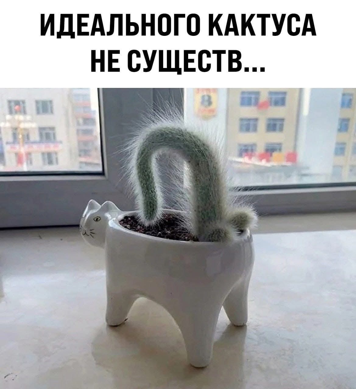 Кактус - Кот, Кактус, Повтор