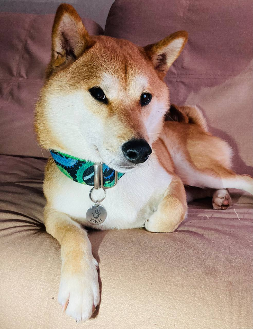 Shiba Inu dog missing! Please help find! Moscow region, Balashikha, Zheleznodorozhny - My, The dog is missing, Moscow region, Balashikha, Help, Shiba Inu, Dog, Animals, The rescue, Longpost