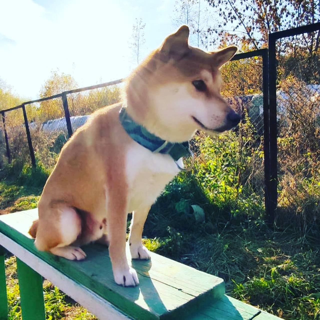 Shiba Inu dog missing! Please help find! Moscow region, Balashikha, Zheleznodorozhny - My, The dog is missing, Moscow region, Balashikha, Help, Shiba Inu, Dog, Animals, The rescue, Longpost