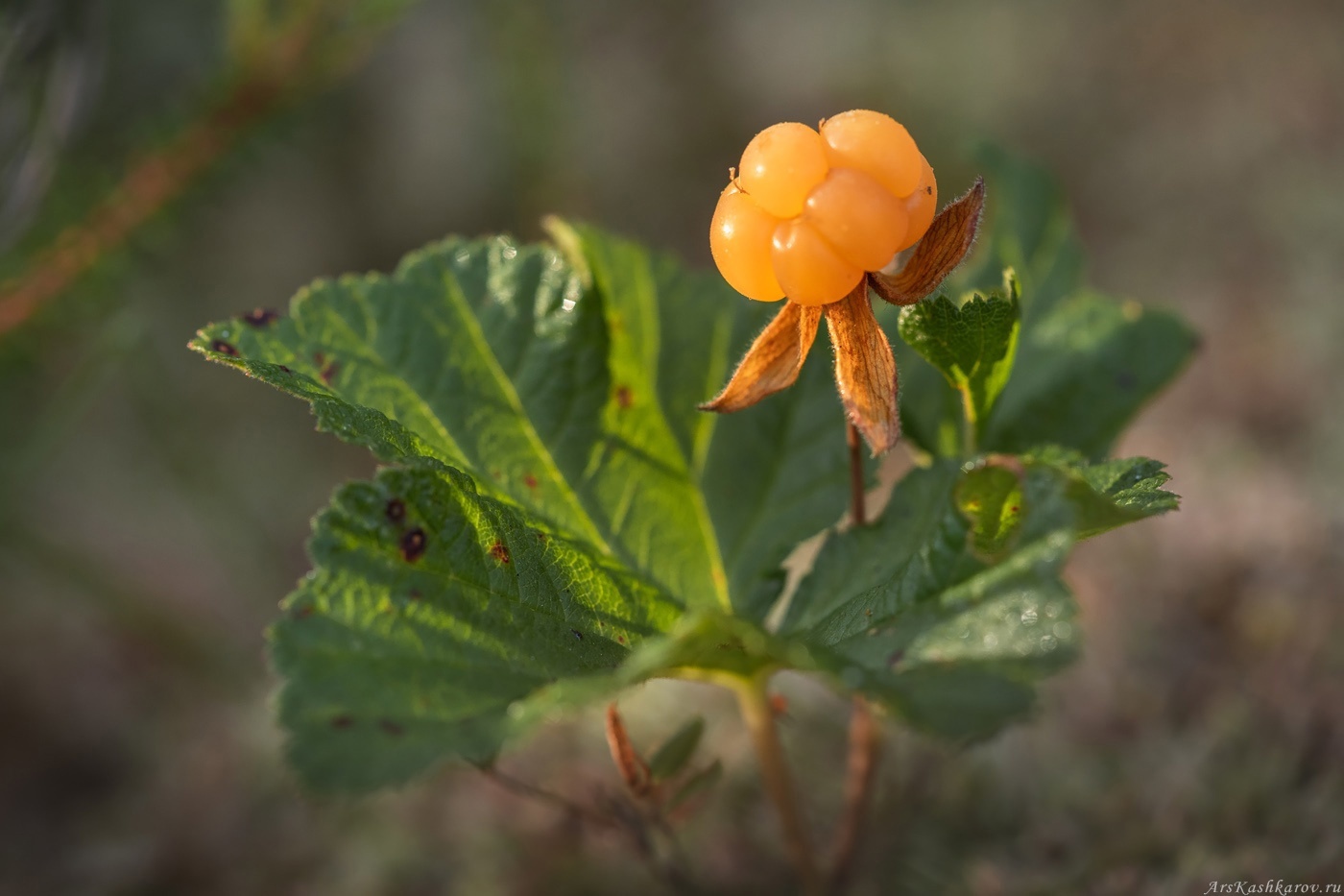 Berries: cloudberry! - My, Plants, Bloom, Botany, Entertaining botany, Cloudberry, Berries, Botmuseum, Botanical Museum of the Botanical Institute of the Russian Academy of Sciences, Botanical Museum, Longpost