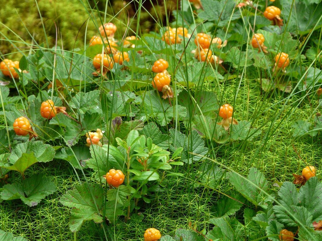 Berries: cloudberry! - My, Plants, Bloom, Botany, Entertaining botany, Cloudberry, Berries, Botmuseum, Botanical Museum of the Botanical Institute of the Russian Academy of Sciences, Botanical Museum, Longpost