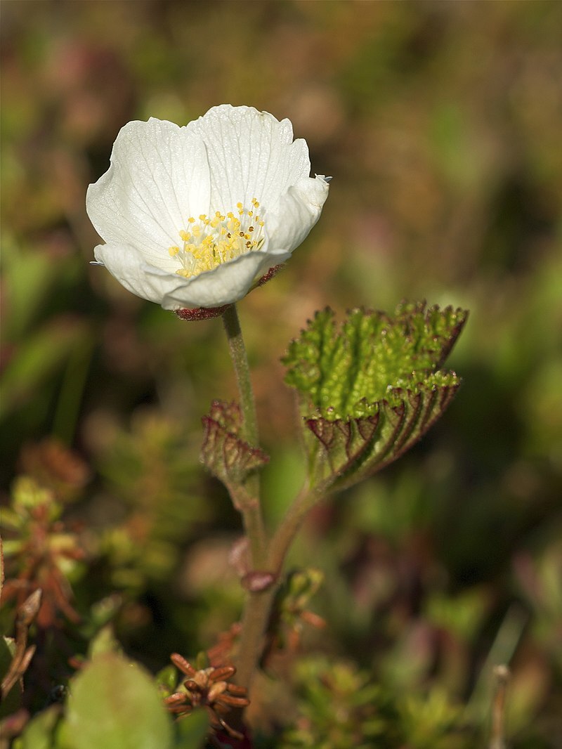 Berries: cloudberry! - My, Plants, Bloom, Botany, Entertaining botany, Cloudberry, Berries, Botmuseum, Botanical Museum of the Botanical Institute of the Russian Academy of Sciences, Botanical Museum, Longpost