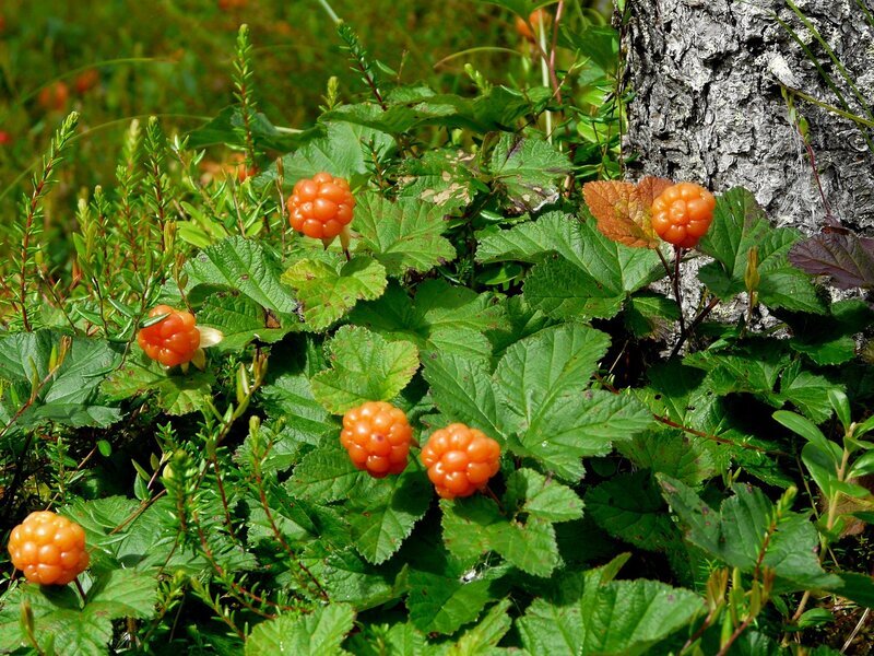 Berries: cloudberry! - My, Plants, Bloom, Botany, Entertaining botany, Cloudberry, Berries, Botmuseum, Botanical Museum of the Botanical Institute of the Russian Academy of Sciences, Botanical Museum, Longpost