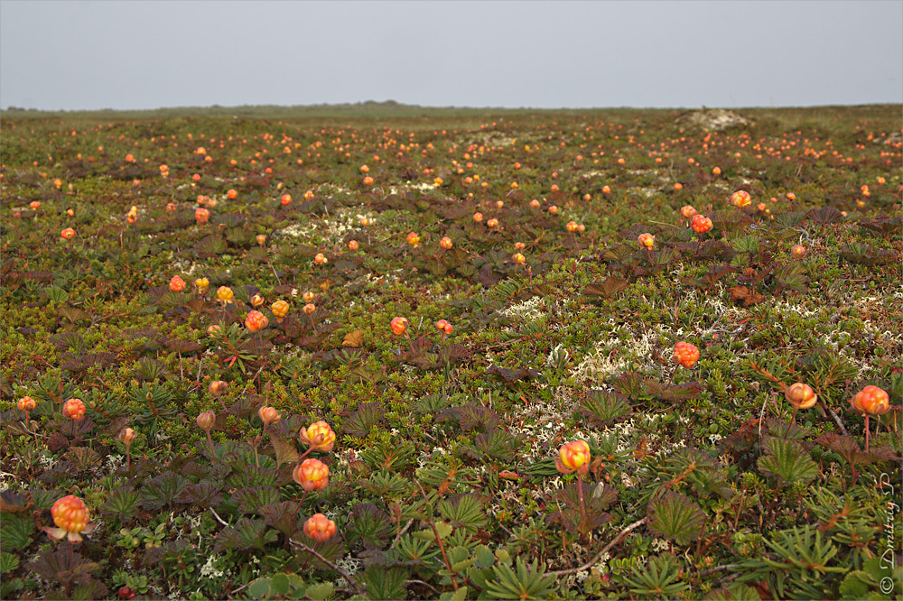 Berries: cloudberry! - My, Plants, Bloom, Botany, Entertaining botany, Cloudberry, Berries, Botmuseum, Botanical Museum of the Botanical Institute of the Russian Academy of Sciences, Botanical Museum, Longpost