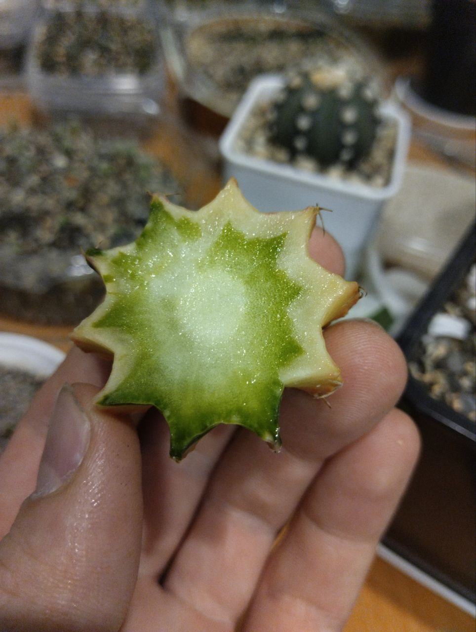 The back of a variegated cactus - My, Houseplants, Cactus, Plants, Hobby, Longpost