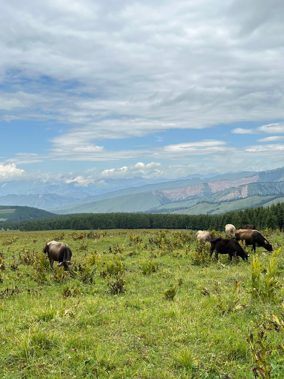 About Issyk-Kul, mountains and spiders - My, Author's story, Story, Travels, Issyk-Kul, Adventures, Life stories, Longpost