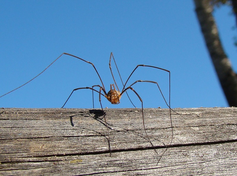 About Issyk-Kul, mountains and spiders - My, Author's story, Story, Travels, Issyk-Kul, Adventures, Life stories, Longpost