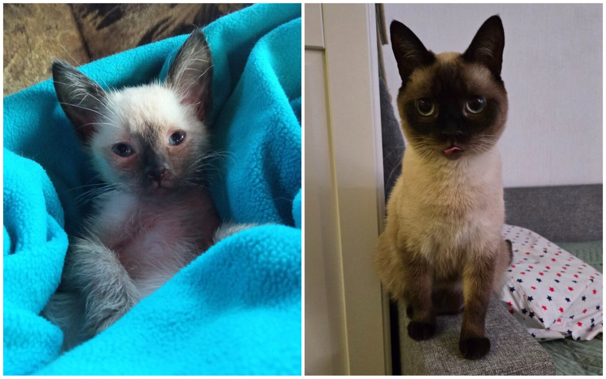 Before and after from Leia, whom I saved from a bad apartment - My, Animal Rescue, Dacha, Helping animals, cat, Found a home, It Was-It Was, Video, Longpost