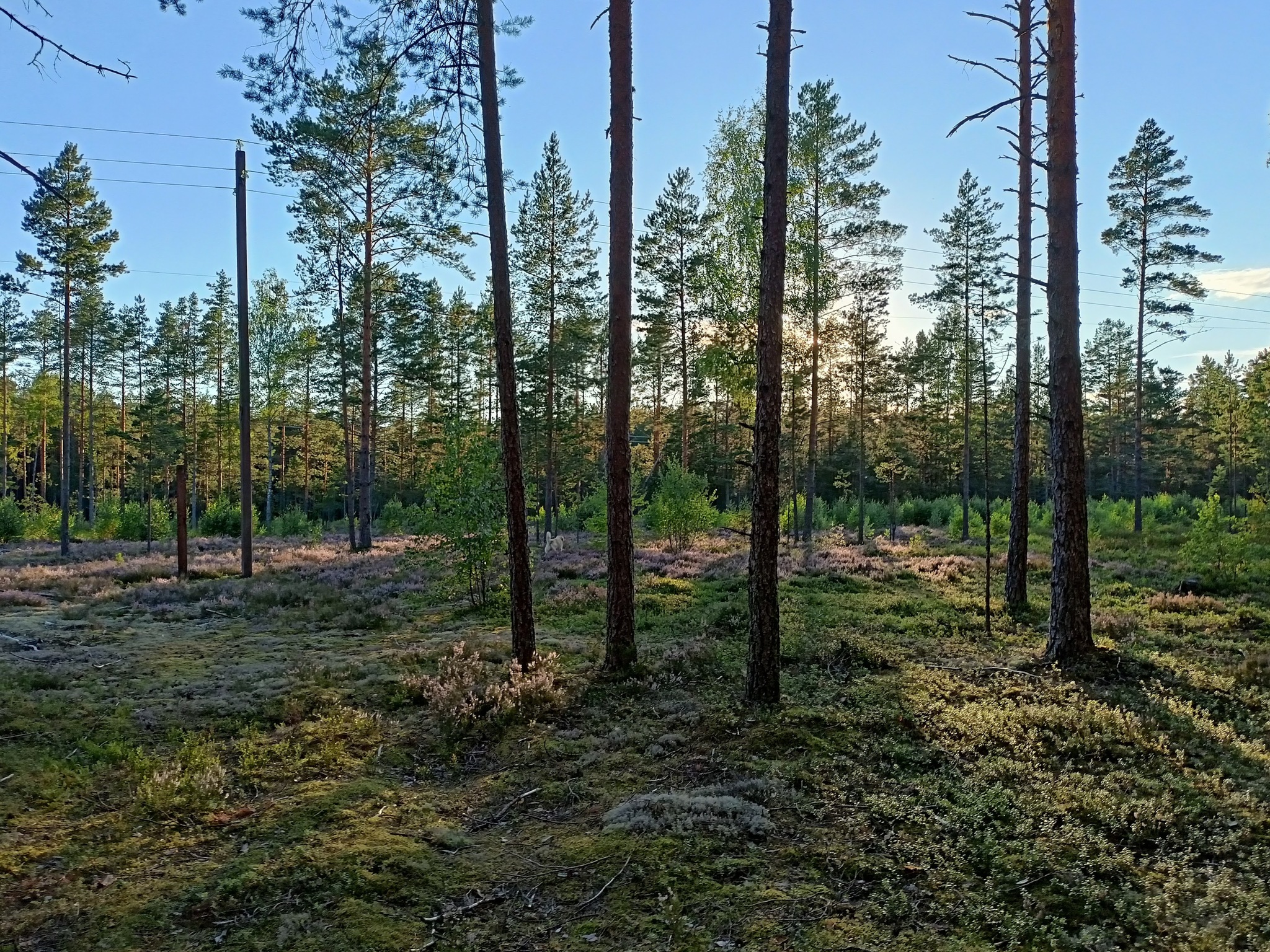 Don't be afraid to harm the environment, put up real Christmas trees - My, New Year, The Forest Raised a Christmas Tree, Christmas trees, Christmas tree, Artificial Christmas tree, Holidays