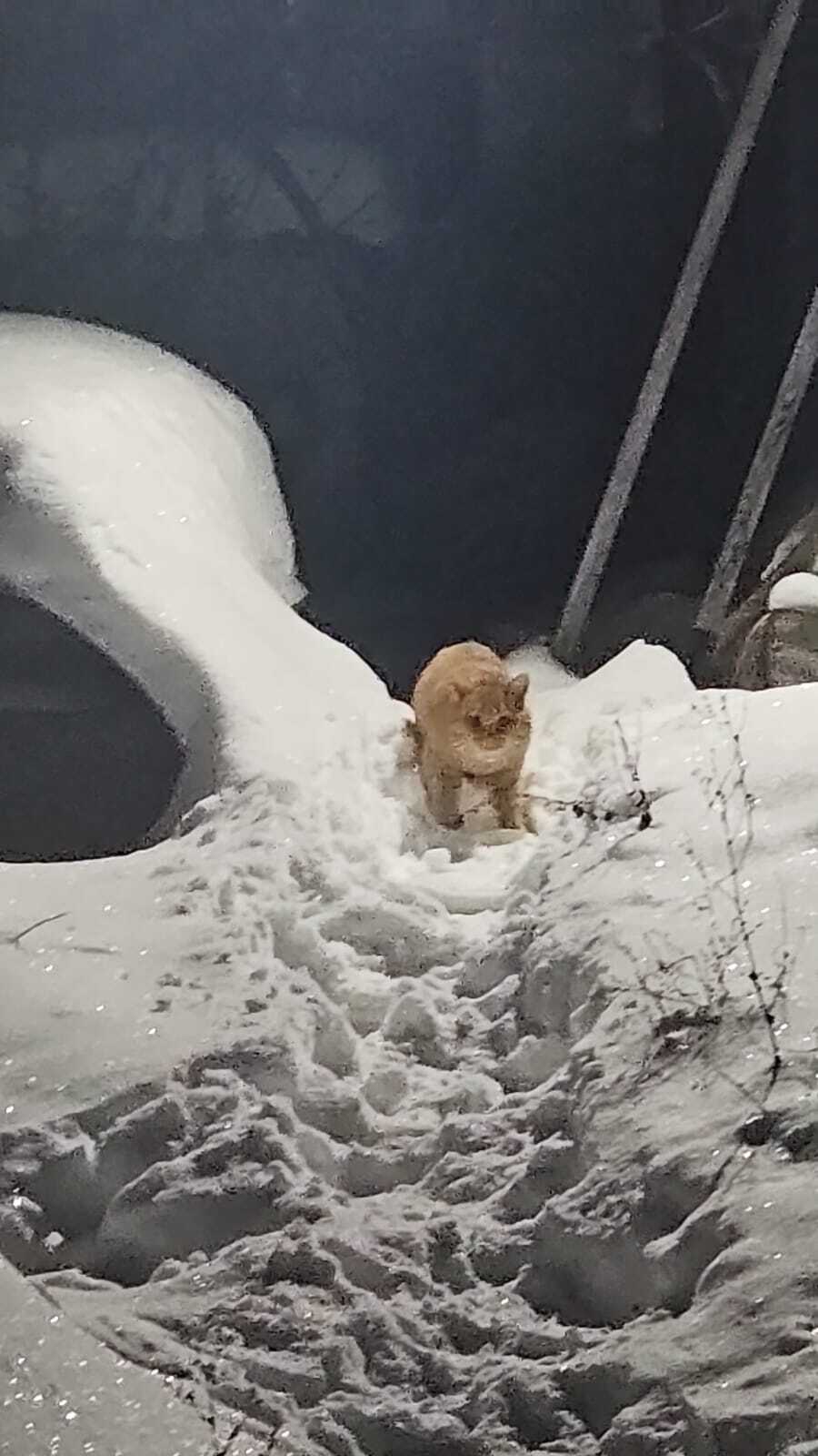 Рыжий котик замерзает на даче - Моё, Кот, Бездомные животные, Передержка, Приют, Лига Добра, Волонтерство, Длиннопост, В добрые руки