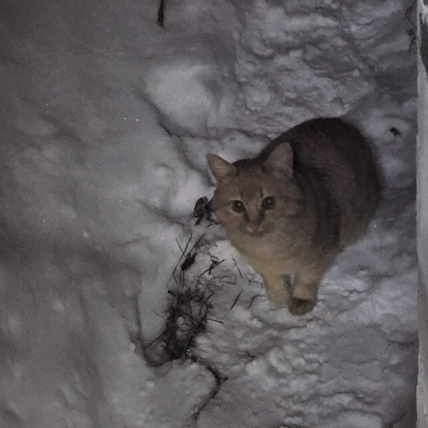 Рыжий котик замерзает на даче - Моё, Кот, Бездомные животные, Передержка, Приют, Лига Добра, Волонтерство, Длиннопост, В добрые руки