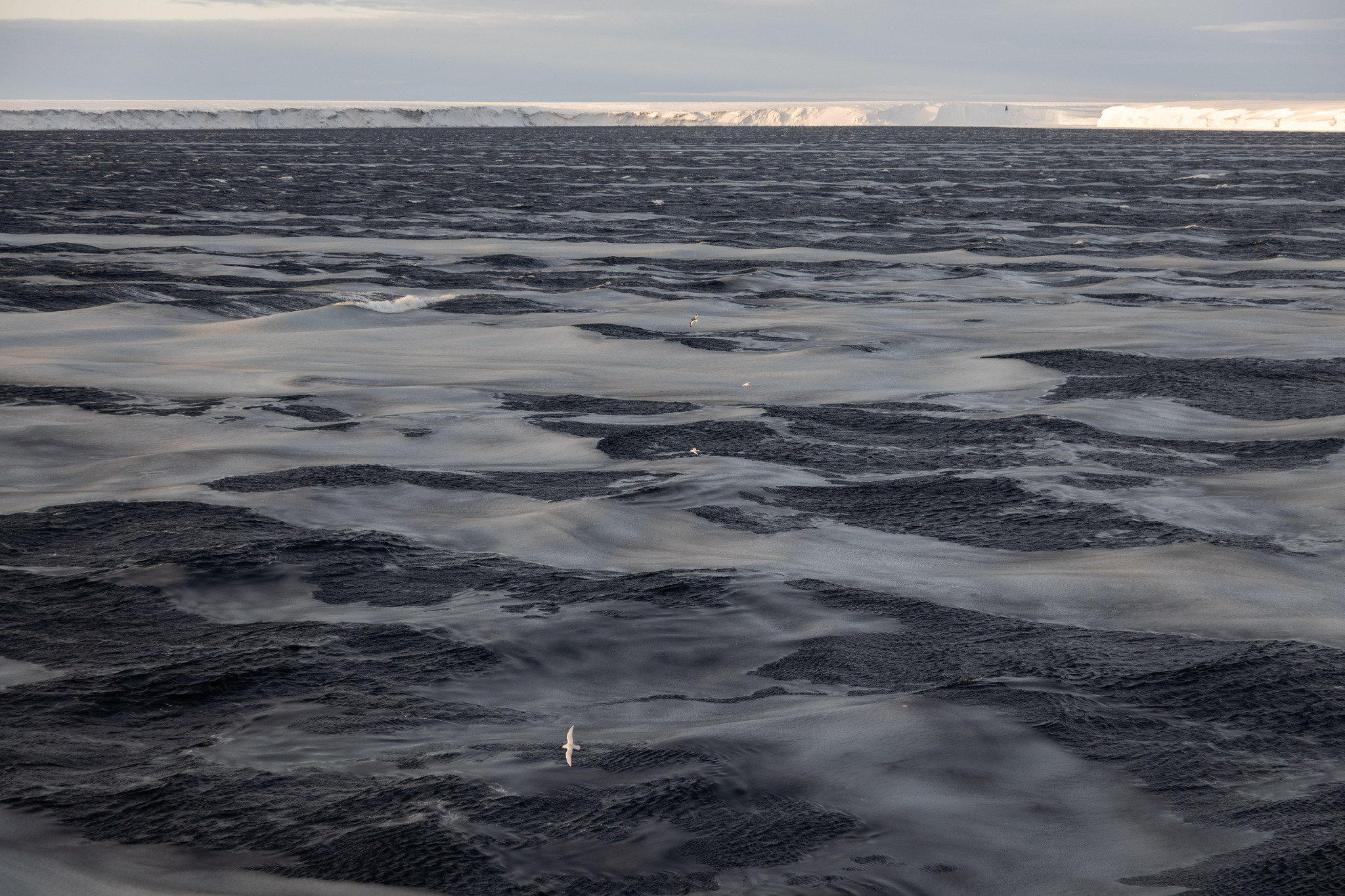 How the ocean freezes - My, Antarctica, Ice, Antarctica On-Line, Longpost, Sludge, Freezing, Sea