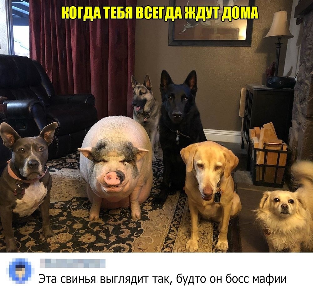 They are waiting - Humor, Picture with text, Pets, Pig, Dog, Comments