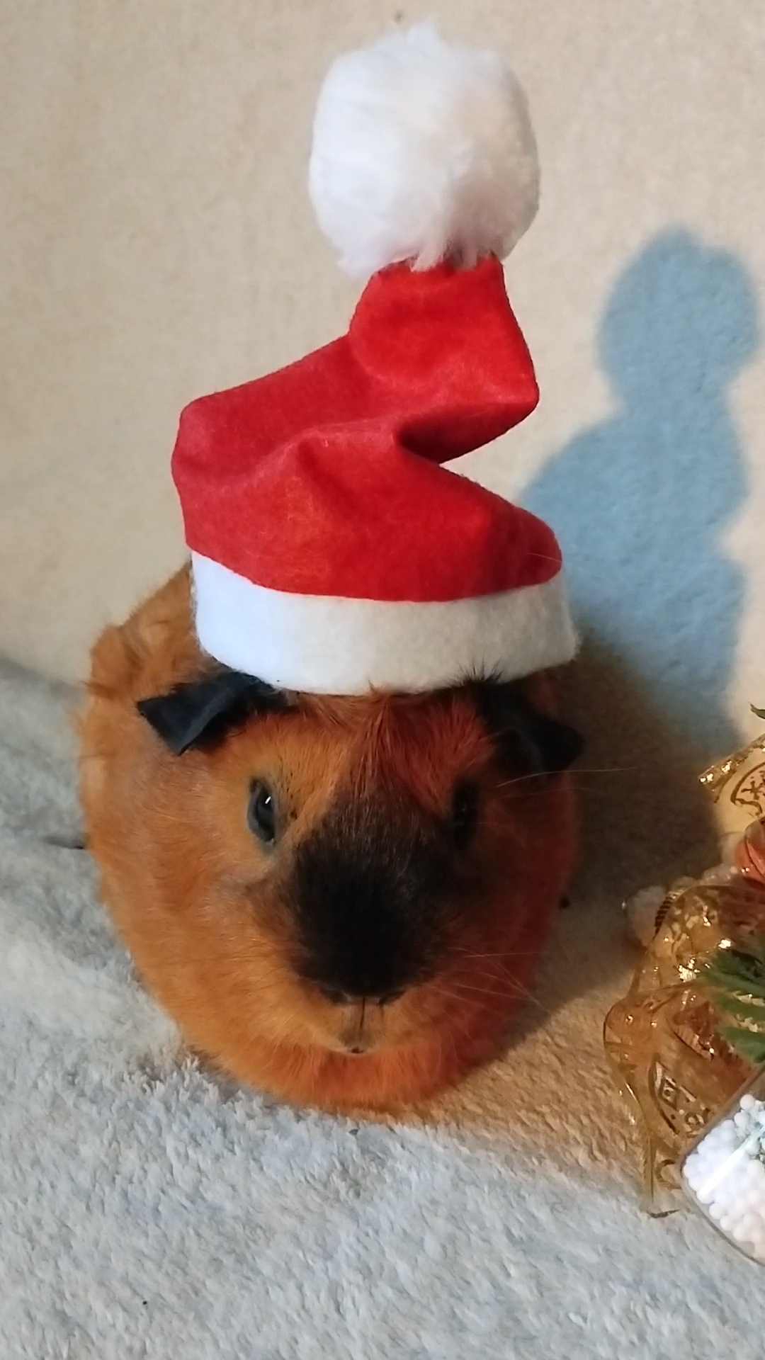 Happy New Year! - My, New Year, Guinea pig, Postcard, The photo