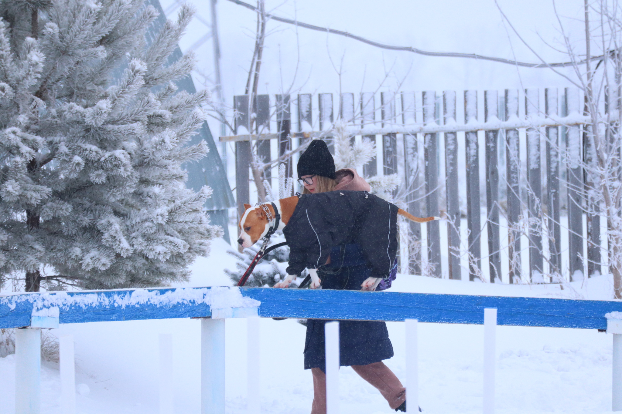 Dog training in Omsk - OCSSSS 12/21/2024 - Dog, Puppies, Omsk, Training, Г“Г±Г±Г±, Friend, Care, Kindness, Dog breeding, Friends