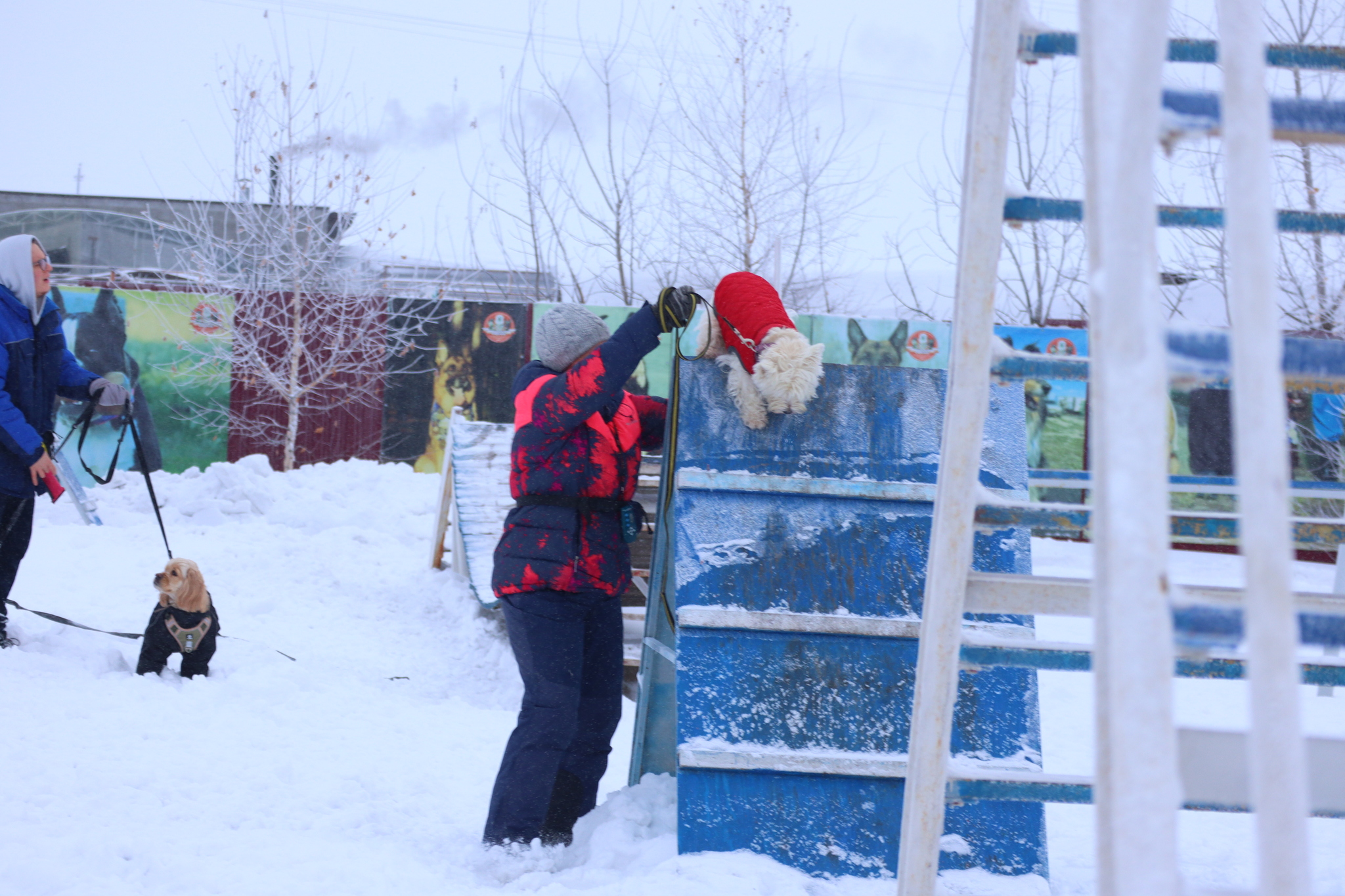 Dog training in Omsk - OCSSSS 12/21/2024 - Dog, Puppies, Omsk, Training, Г“Г±Г±Г±, Friend, Care, Kindness, Dog breeding, Friends