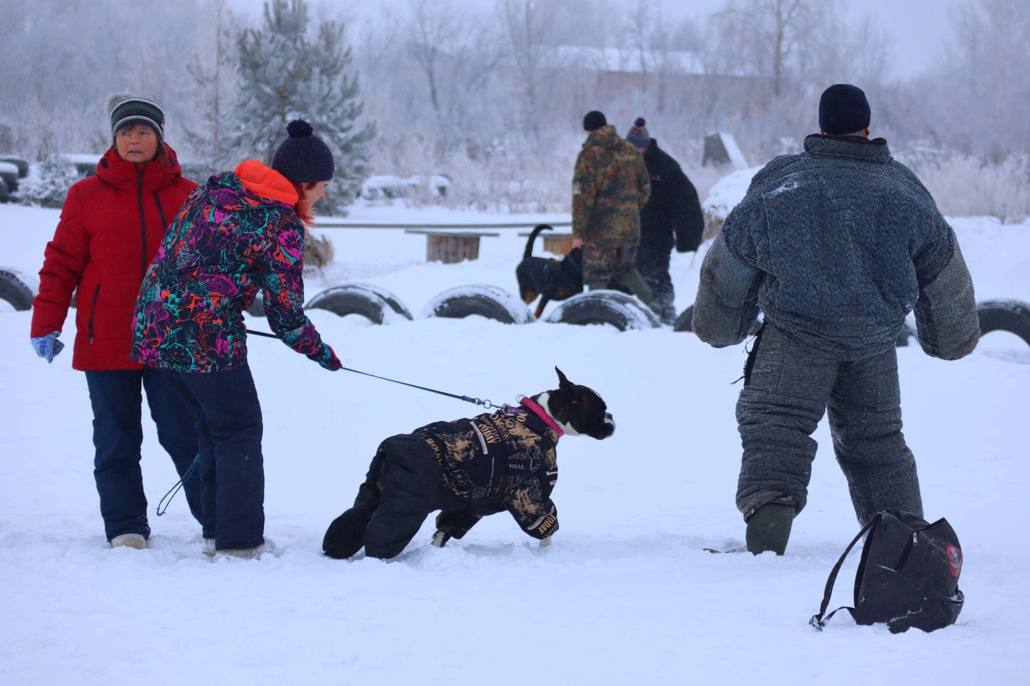 Dog training in Omsk - OCSSSS 12/21/2024 - Dog, Puppies, Omsk, Training, Г“Г±Г±Г±, Friend, Care, Kindness, Dog breeding, Friends