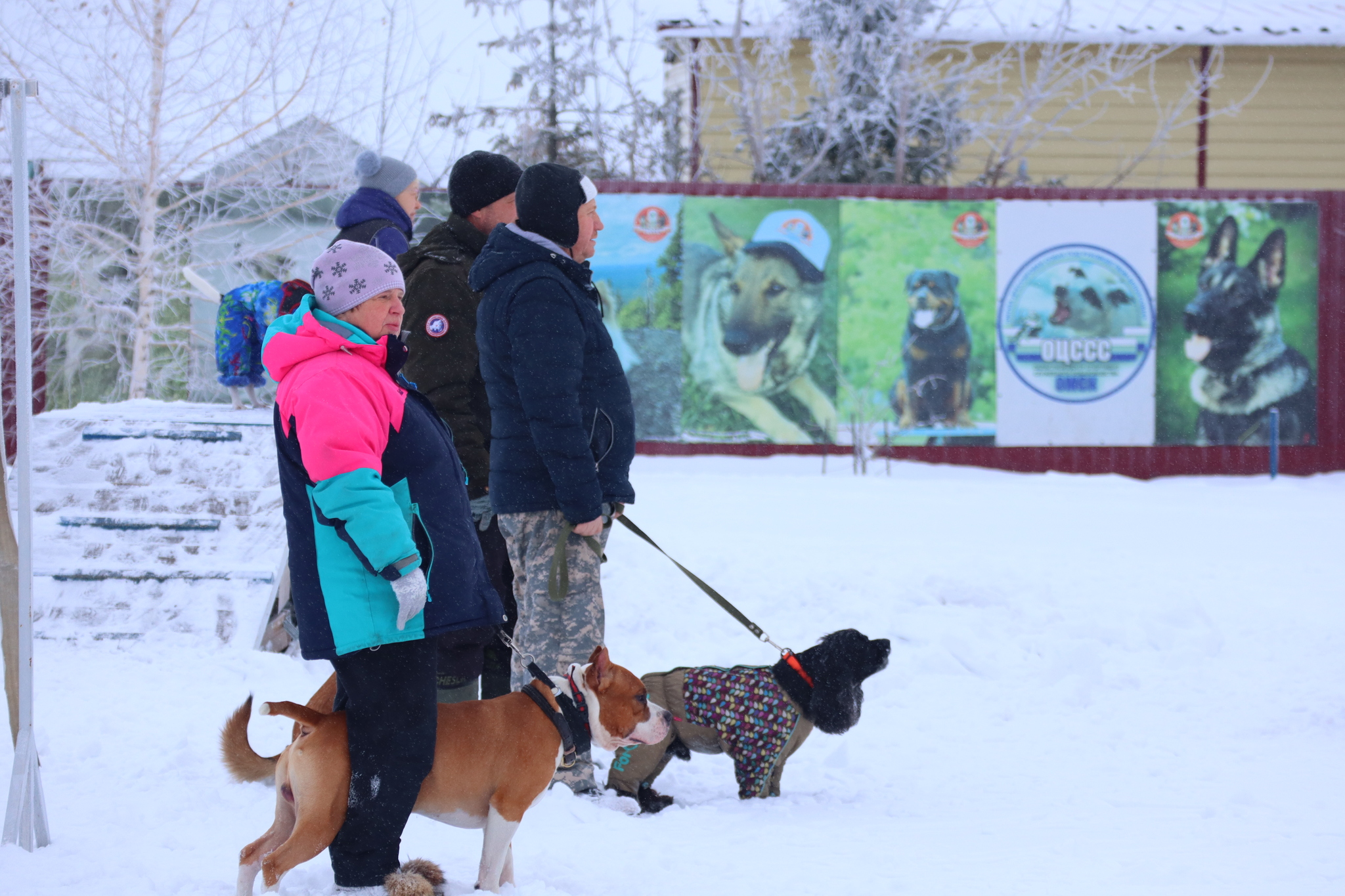 Dog training in Omsk - OCSSSS 12/21/2024 - Dog, Puppies, Omsk, Training, Г“Г±Г±Г±, Friend, Care, Kindness, Dog breeding, Friends