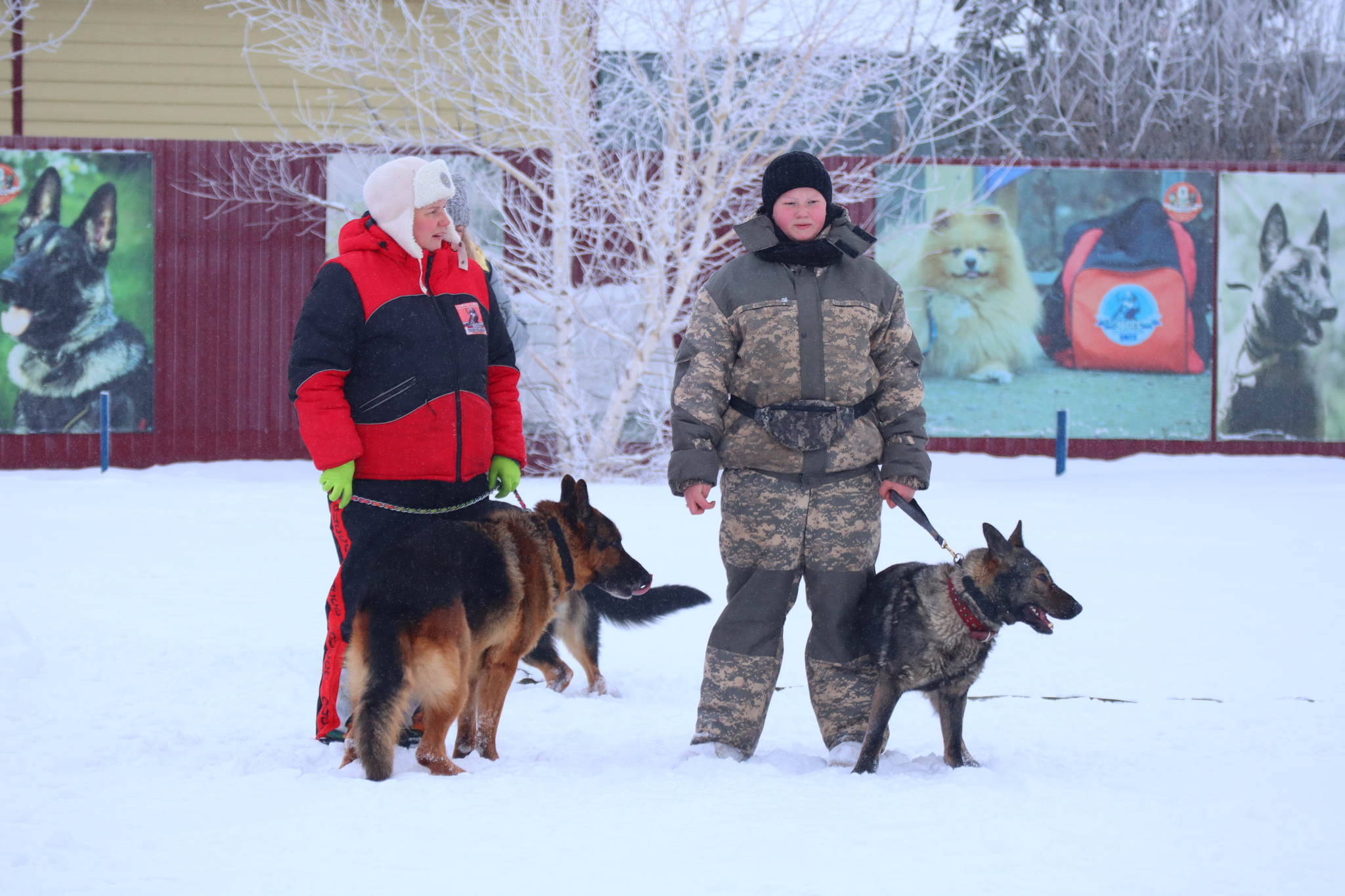 Dog training in Omsk - OCSSSS 12/21/2024 - Dog, Puppies, Omsk, Training, Г“Г±Г±Г±, Friend, Care, Kindness, Dog breeding, Friends