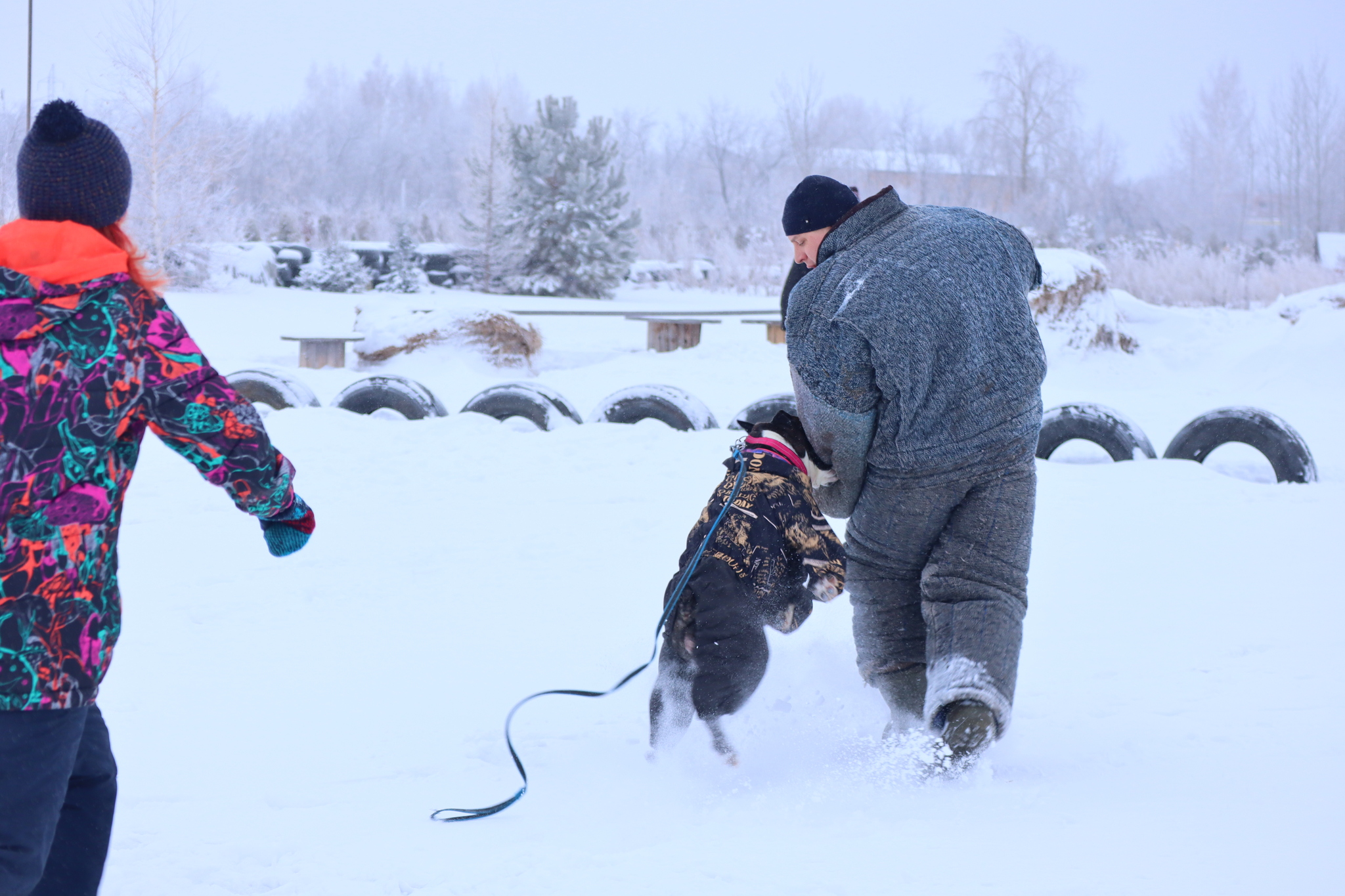 Dog training in Omsk - OCSSSS 12/21/2024 - Dog, Puppies, Omsk, Training, Г“Г±Г±Г±, Friend, Care, Kindness, Dog breeding, Friends