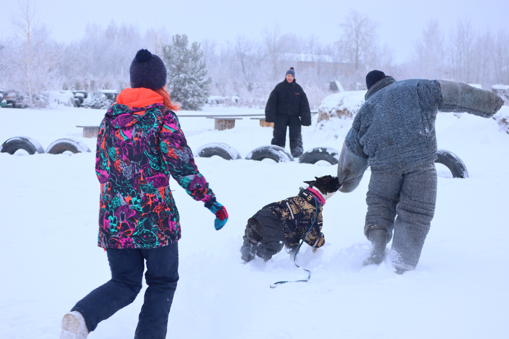 Dog training in Omsk - OCSSSS 12/21/2024 - Dog, Puppies, Omsk, Training, Г“Г±Г±Г±, Friend, Care, Kindness, Dog breeding, Friends