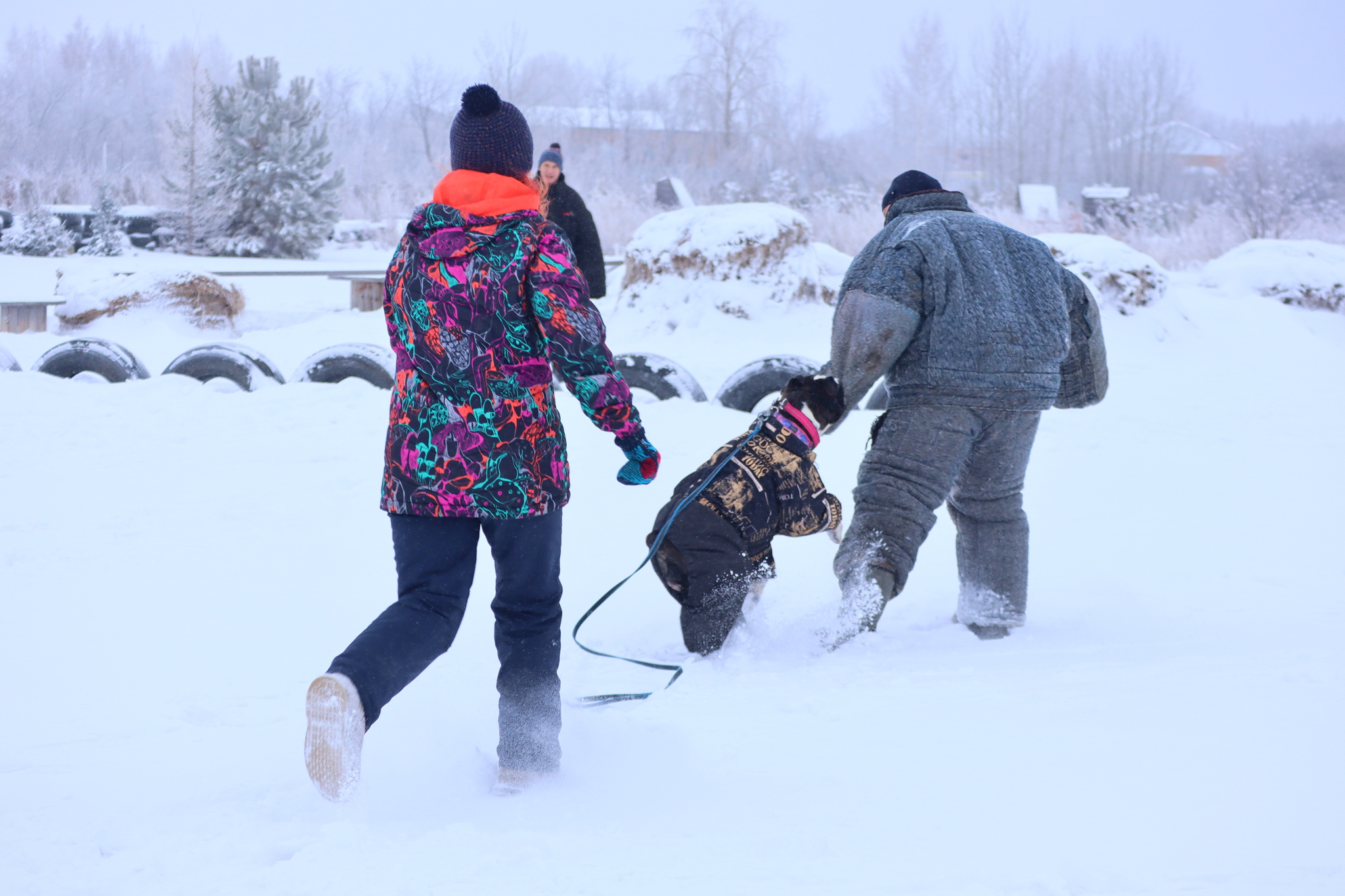 Dog training in Omsk - OCSSSS 12/21/2024 - Dog, Puppies, Omsk, Training, Г“Г±Г±Г±, Friend, Care, Kindness, Dog breeding, Friends