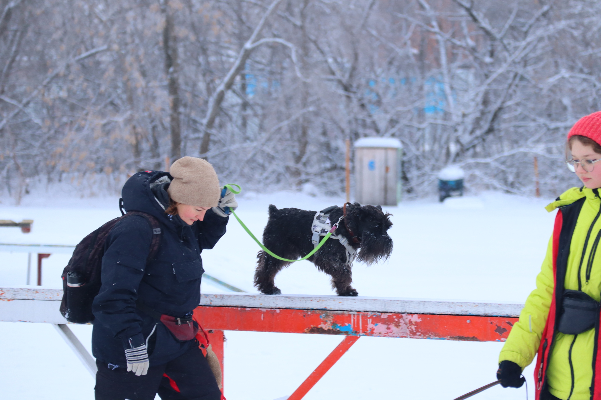 Dog training in Omsk - OCSSSS 12/21/2024 - Dog, Puppies, Omsk, Training, Г“Г±Г±Г±, Friend, Care, Kindness, Dog breeding, Friends