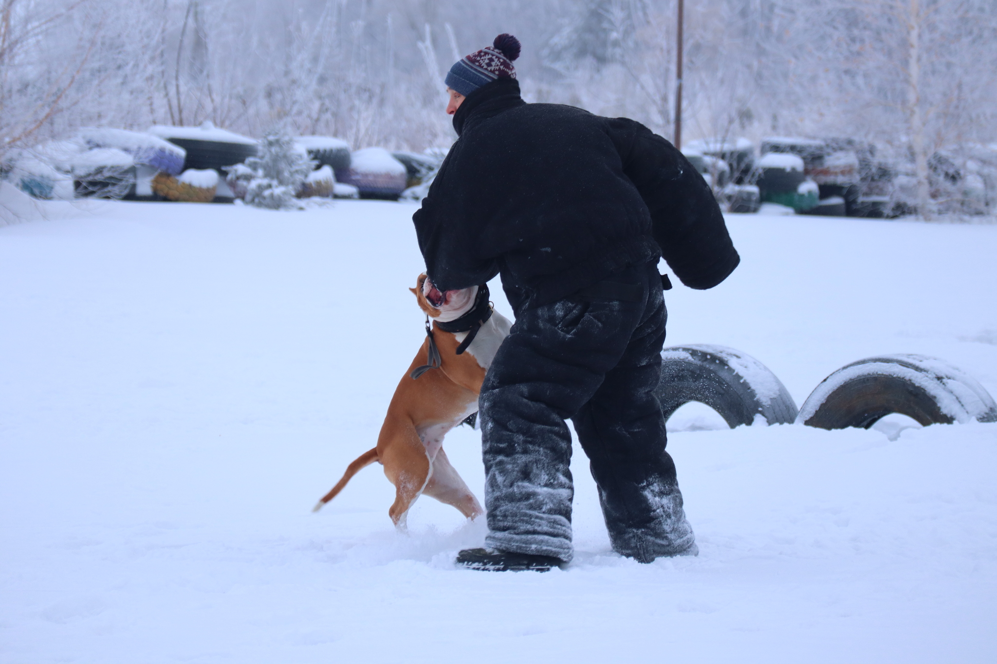 Dog training in Omsk - OCSSSS 12/21/2024 - Dog, Puppies, Omsk, Training, Г“Г±Г±Г±, Friend, Care, Kindness, Dog breeding, Friends