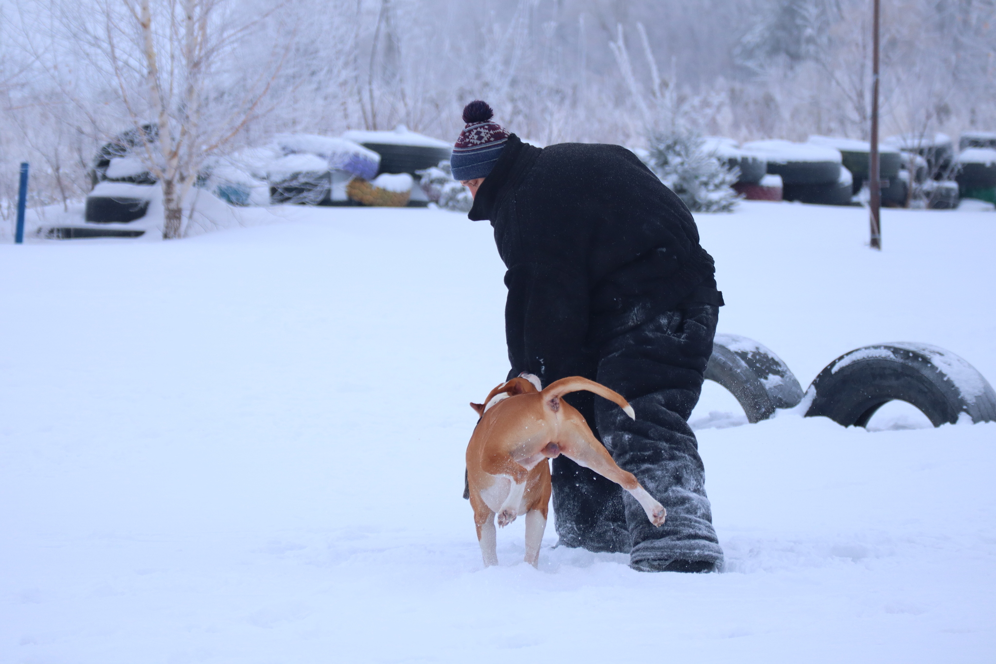 Dog training in Omsk - OCSSSS 12/21/2024 - Dog, Puppies, Omsk, Training, Г“Г±Г±Г±, Friend, Care, Kindness, Dog breeding, Friends