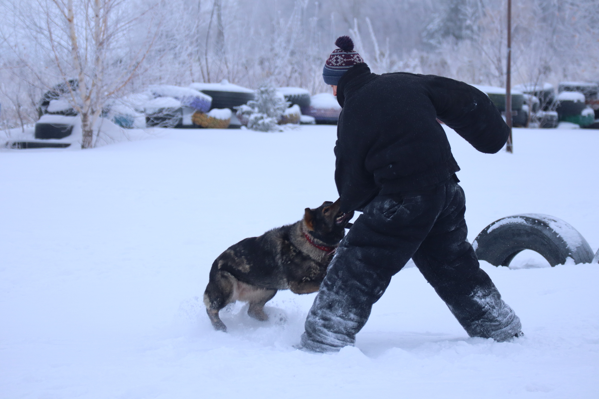 Dog training in Omsk - OCSSSS 12/21/2024 - Dog, Puppies, Omsk, Training, Г“Г±Г±Г±, Friend, Care, Kindness, Dog breeding, Friends