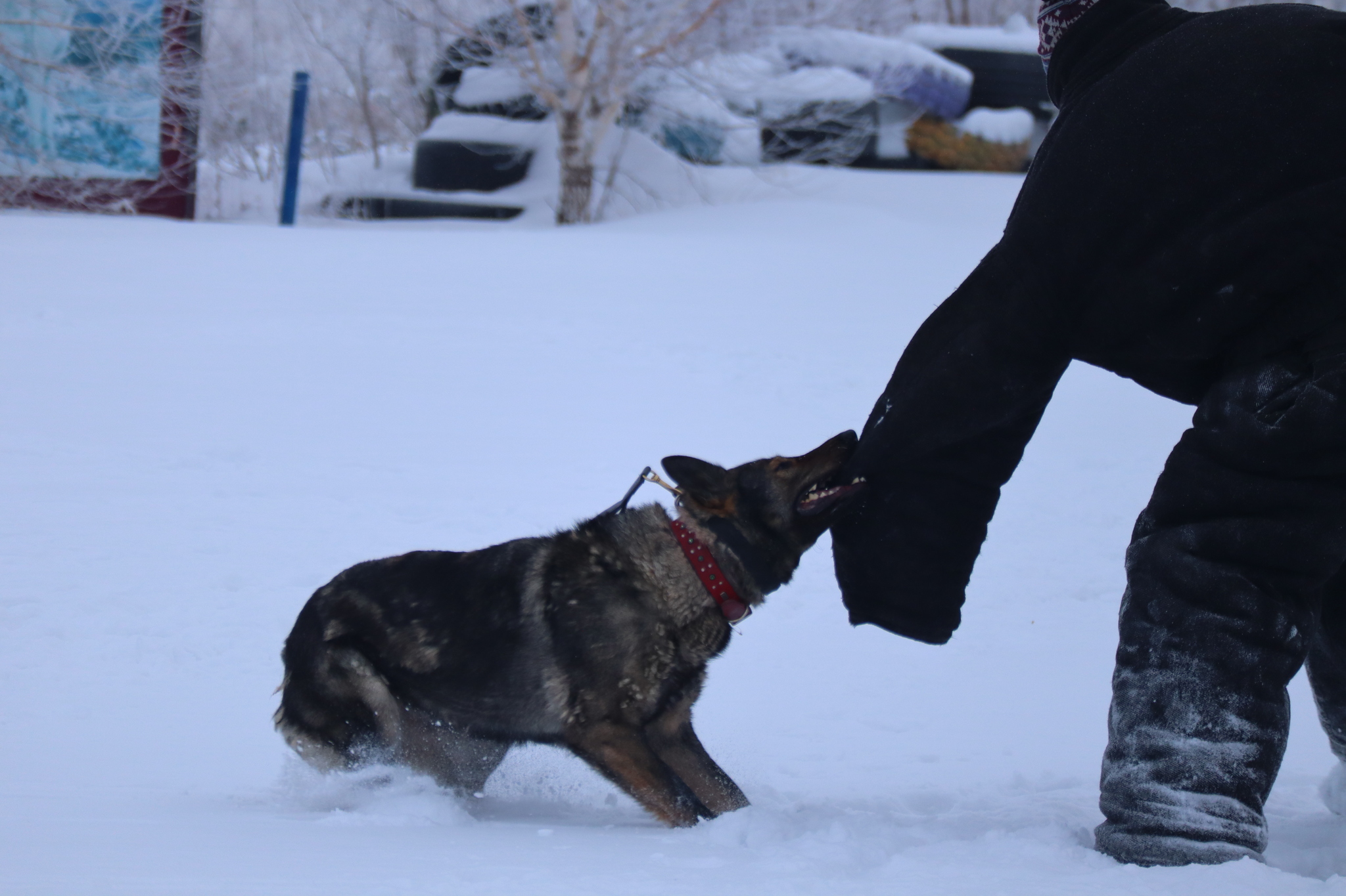 Dog training in Omsk - OCSSSS 12/21/2024 - Dog, Puppies, Omsk, Training, Г“Г±Г±Г±, Friend, Care, Kindness, Dog breeding, Friends