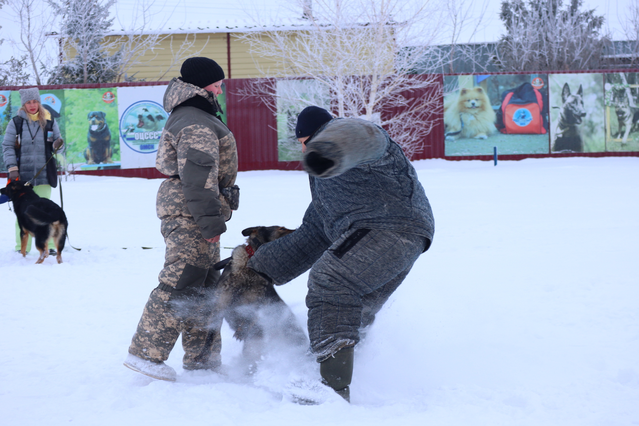 Dog training in Omsk - OCSSSS 12/21/2024 - Dog, Puppies, Omsk, Training, Г“Г±Г±Г±, Friend, Care, Kindness, Dog breeding, Friends