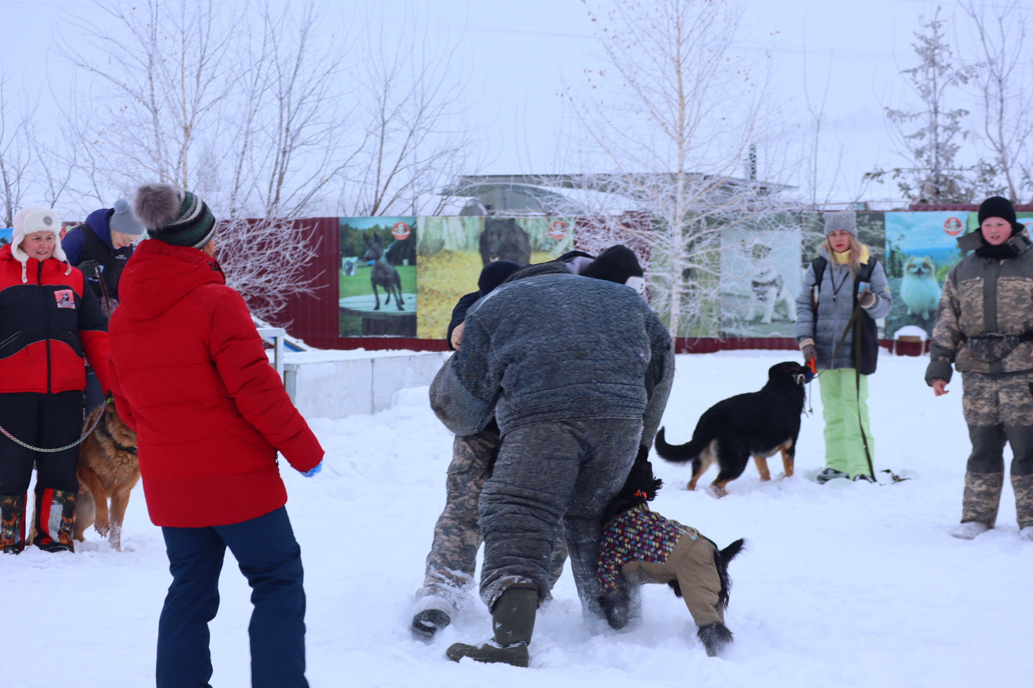 Dog training in Omsk - OCSSSS 12/21/2024 - Dog, Puppies, Omsk, Training, Г“Г±Г±Г±, Friend, Care, Kindness, Dog breeding, Friends