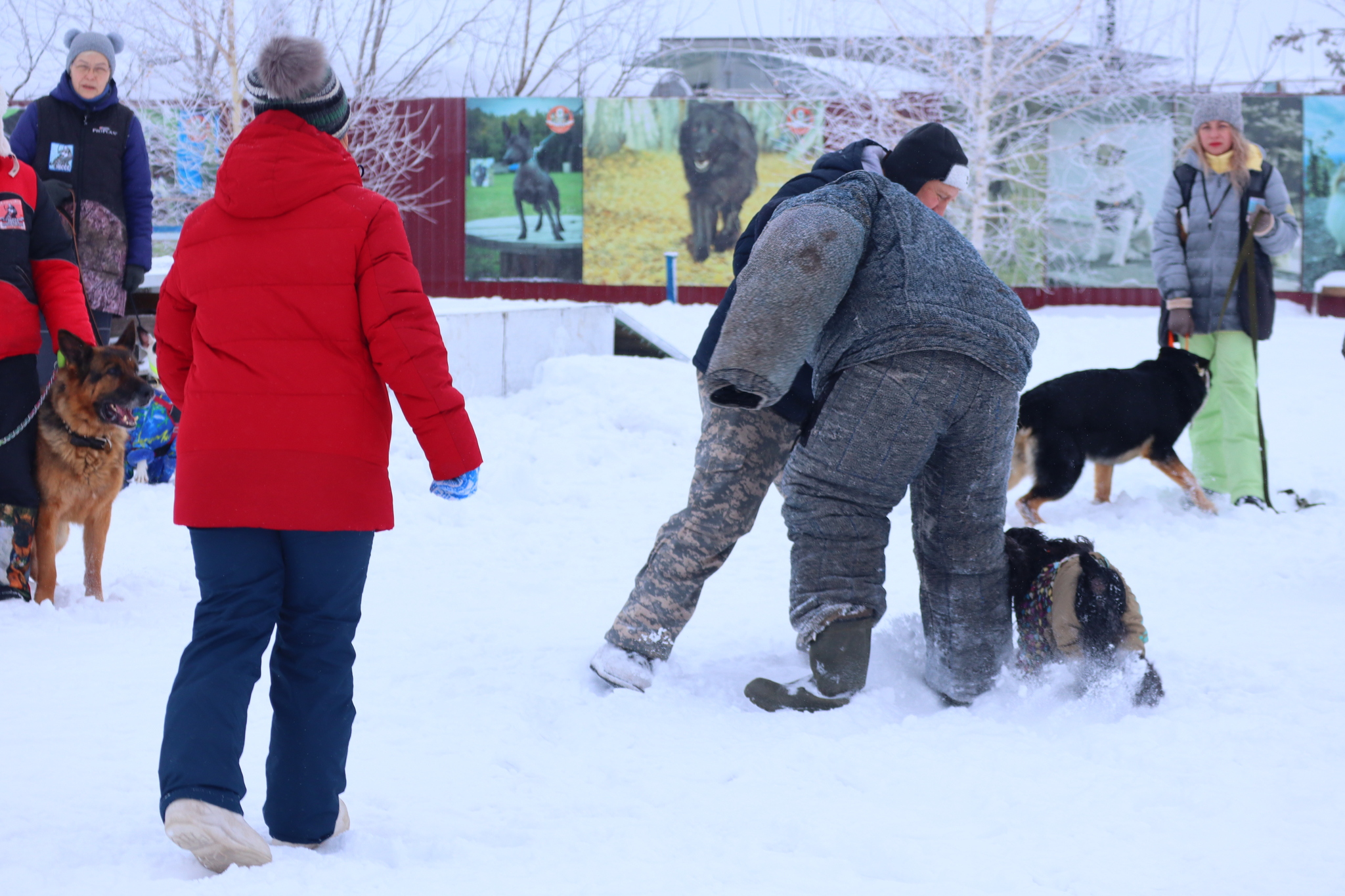 Dog training in Omsk - OCSSSS 12/21/2024 - Dog, Puppies, Omsk, Training, Г“Г±Г±Г±, Friend, Care, Kindness, Dog breeding, Friends