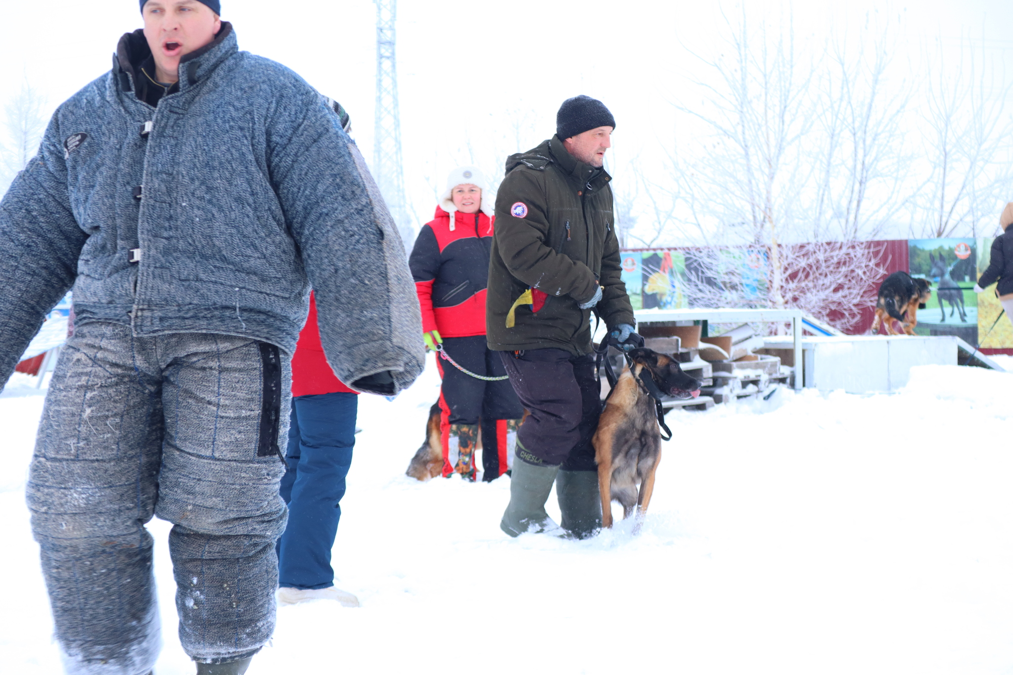 Dog training in Omsk - OCSSSS 12/21/2024 - Dog, Puppies, Omsk, Training, Г“Г±Г±Г±, Friend, Care, Kindness, Dog breeding, Friends