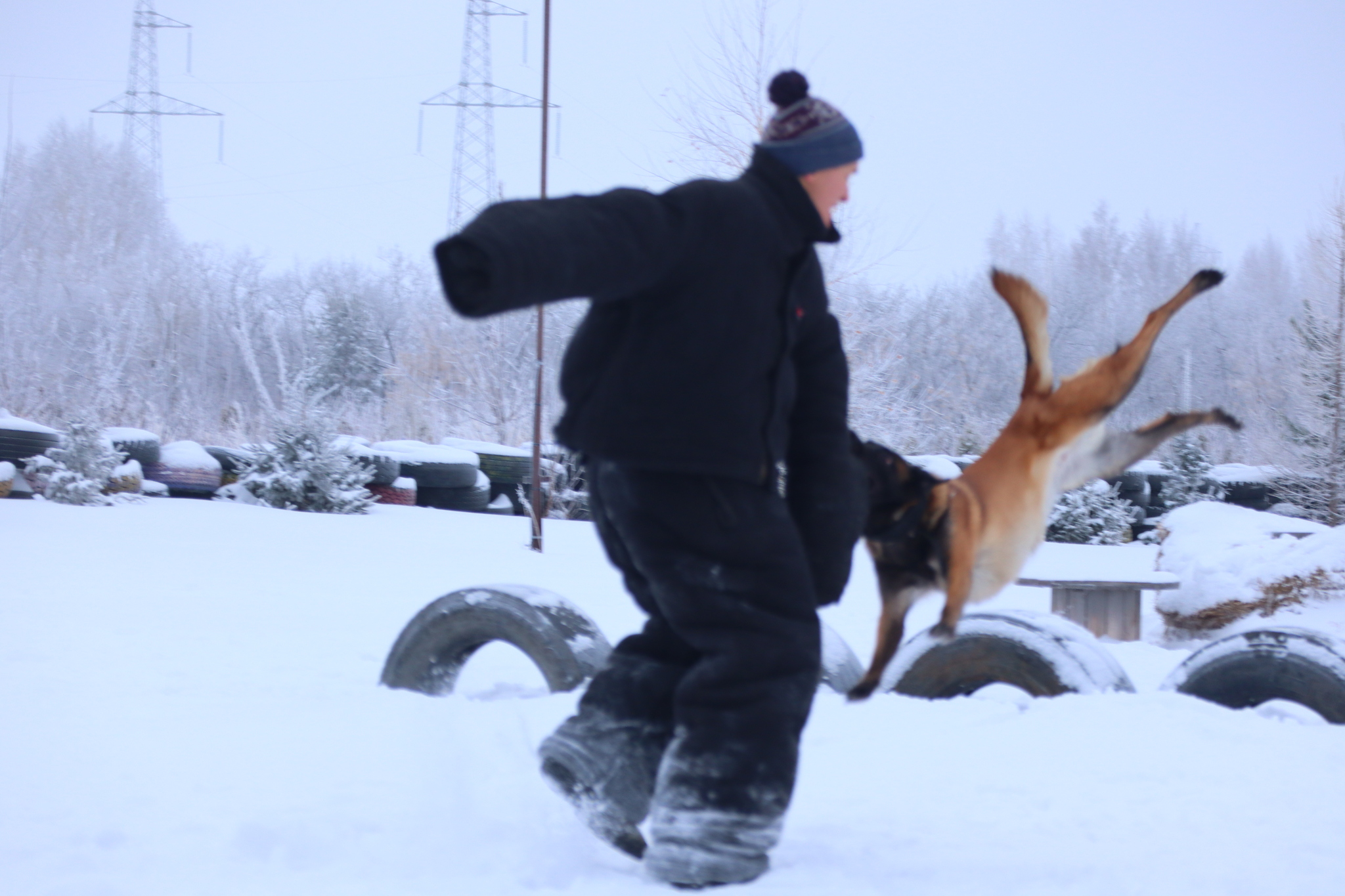 Dog training in Omsk - OCSSSS 12/21/2024 - Dog, Puppies, Omsk, Training, Г“Г±Г±Г±, Friend, Care, Kindness, Dog breeding, Friends