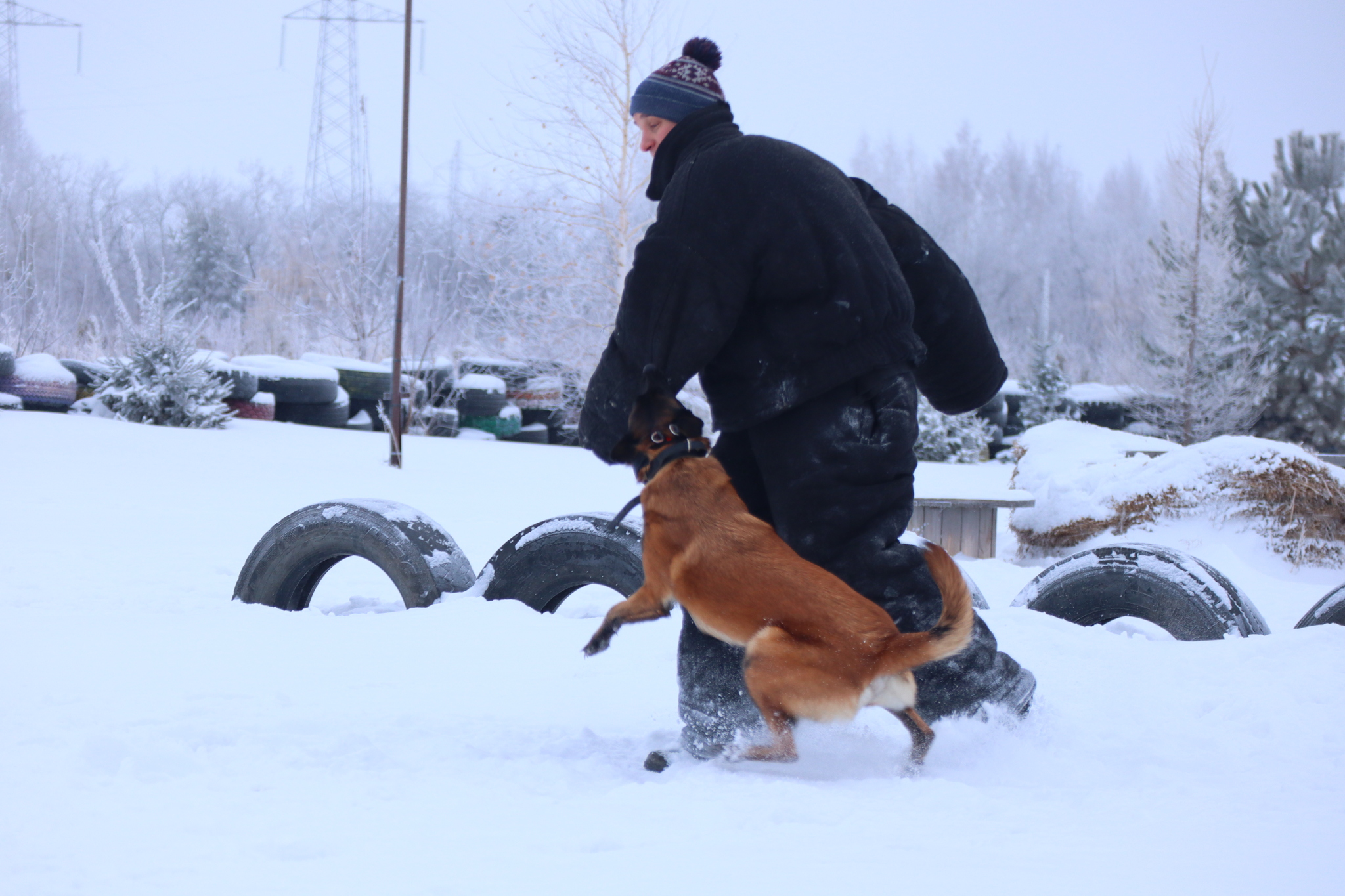 Dog training in Omsk - OCSSSS 12/21/2024 - Dog, Puppies, Omsk, Training, Г“Г±Г±Г±, Friend, Care, Kindness, Dog breeding, Friends