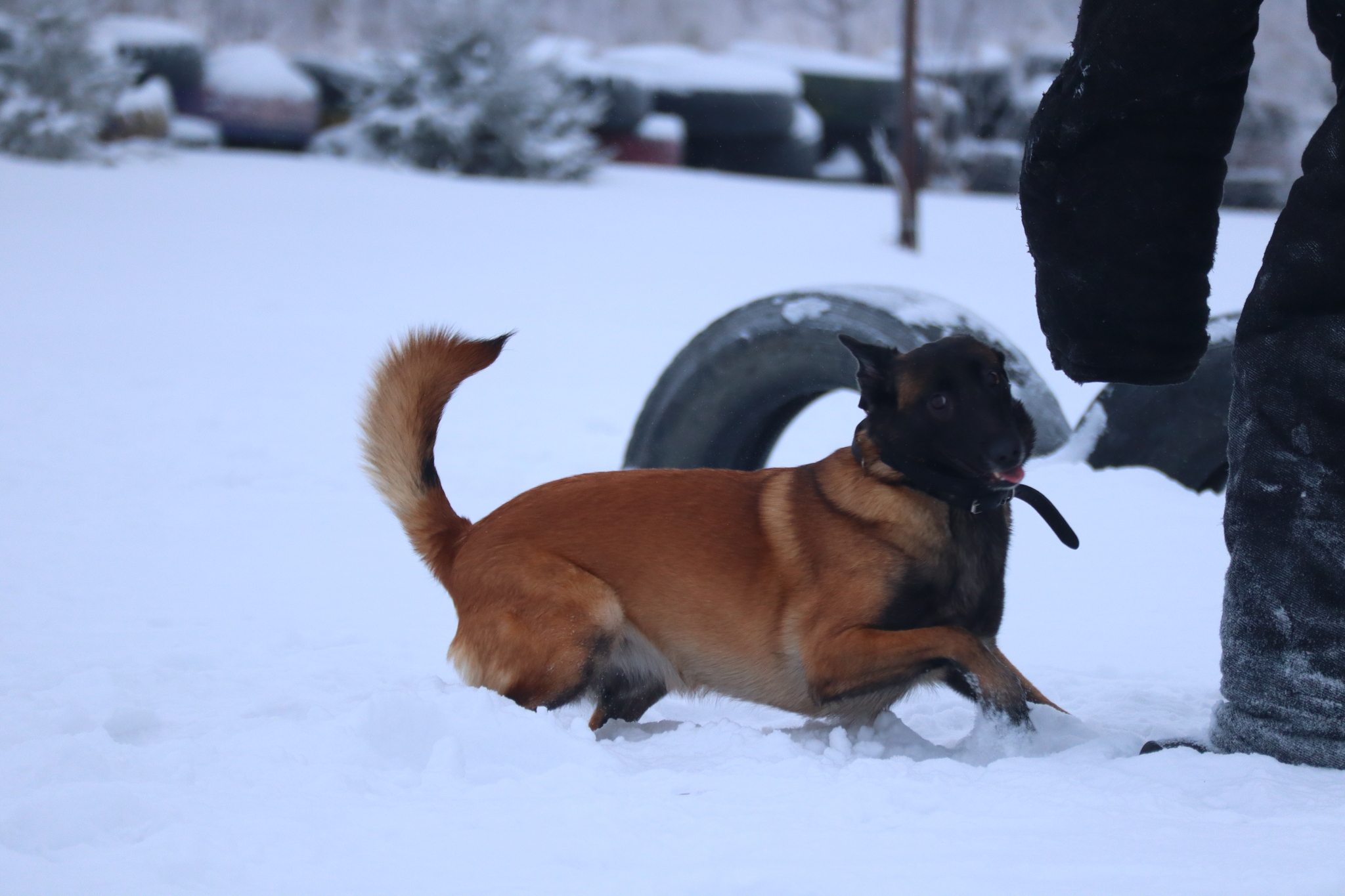 Dog training in Omsk - OCSSSS 12/21/2024 - Dog, Puppies, Omsk, Training, Г“Г±Г±Г±, Friend, Care, Kindness, Dog breeding, Friends