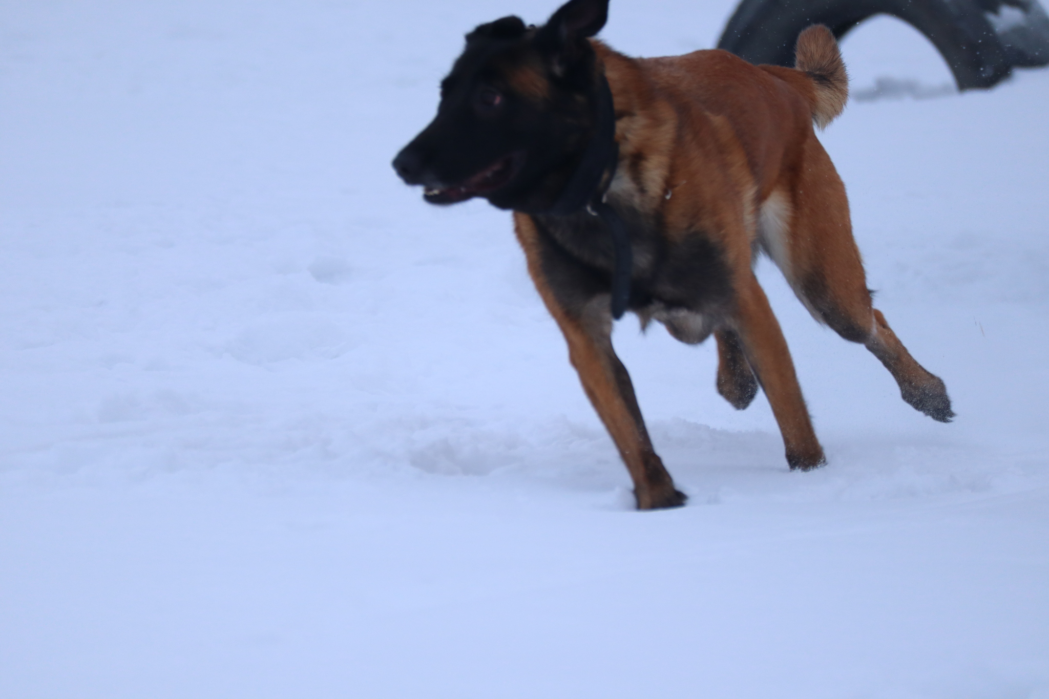 Dog training in Omsk - OCSSSS 12/21/2024 - Dog, Puppies, Omsk, Training, Г“Г±Г±Г±, Friend, Care, Kindness, Dog breeding, Friends