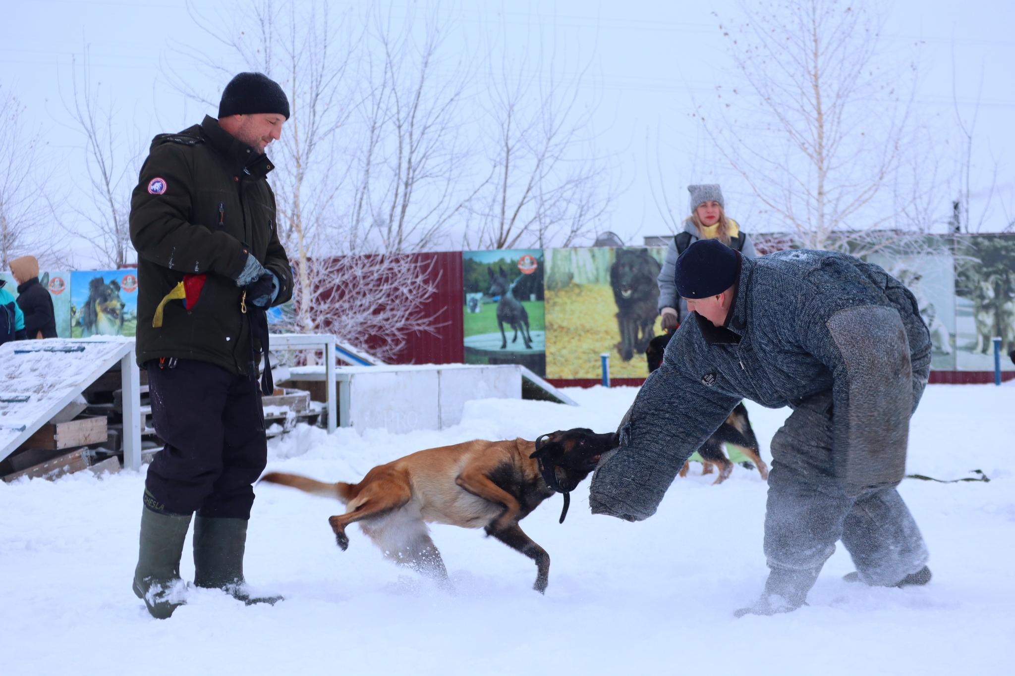 Dog training in Omsk - OCSSSS 12/21/2024 - Dog, Puppies, Omsk, Training, Г“Г±Г±Г±, Friend, Care, Kindness, Dog breeding, Friends