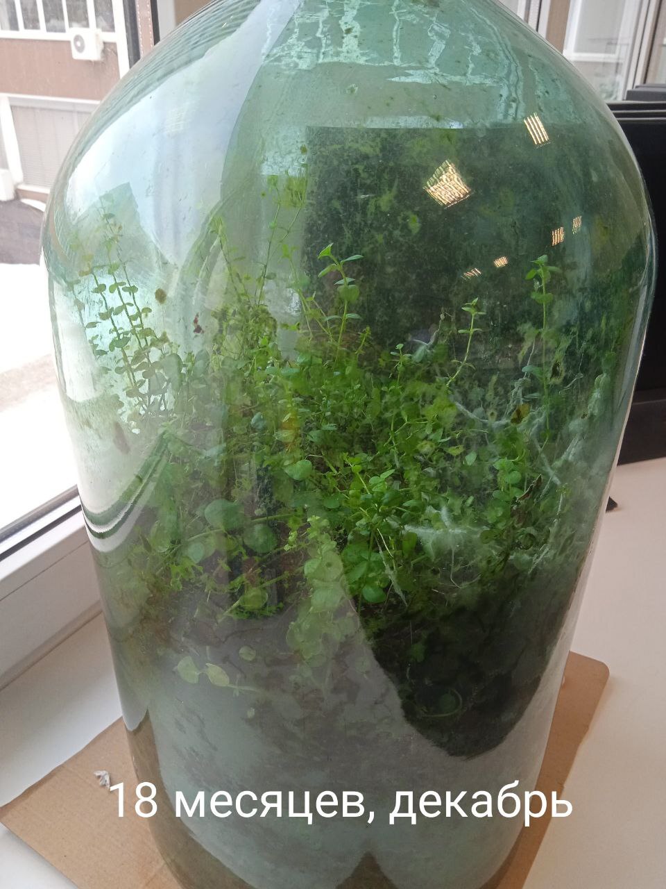 Plant Battle in a Bottle - 18 months - My, Plants, Experiment, Biology, Competitions, Closed ecosystem, Botany, Entertaining botany, Longpost