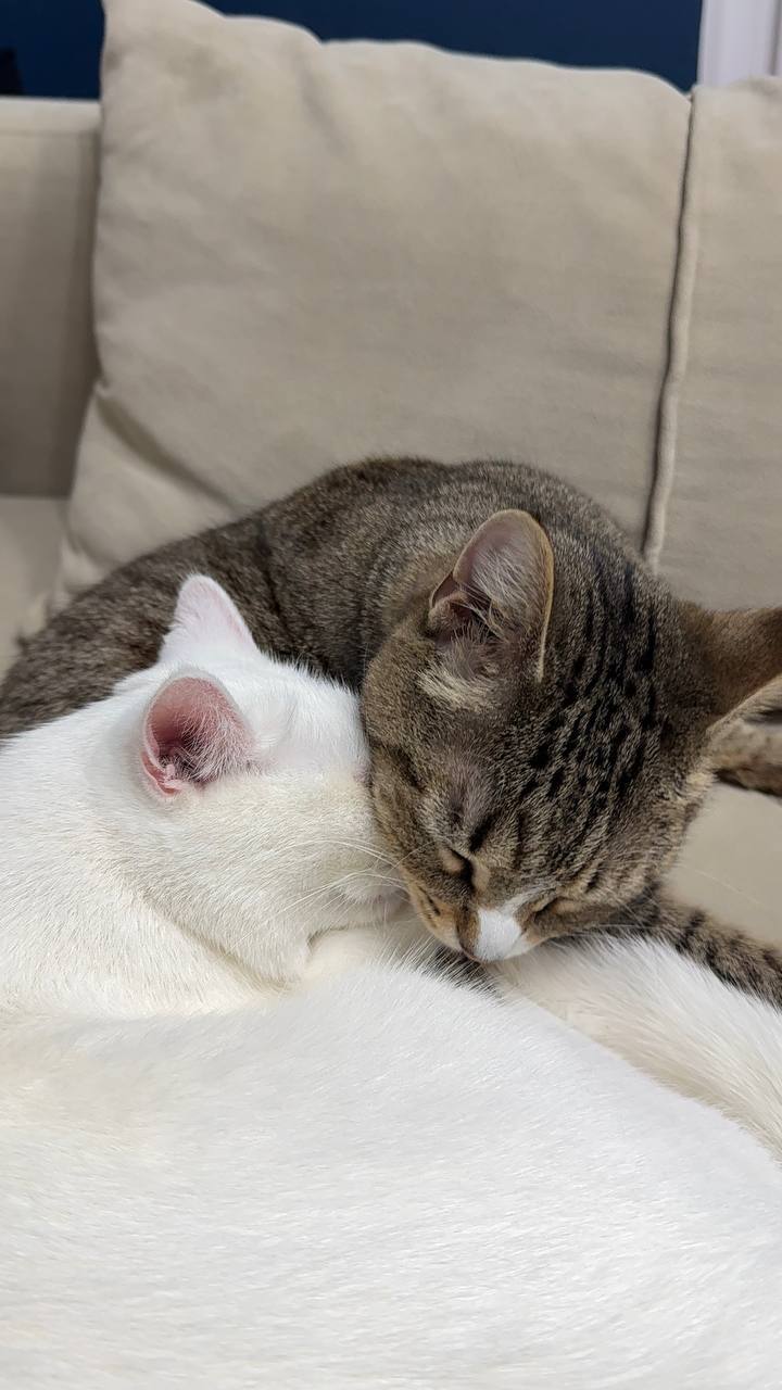 Deaf Belyashka from the disposal shed of the official breeder FARUS (KLC Amur Neva) sends greetings from home - My, Tosno, Animal Rescue, cat, Found a home, Breeders, Longpost, Video, Vertical video