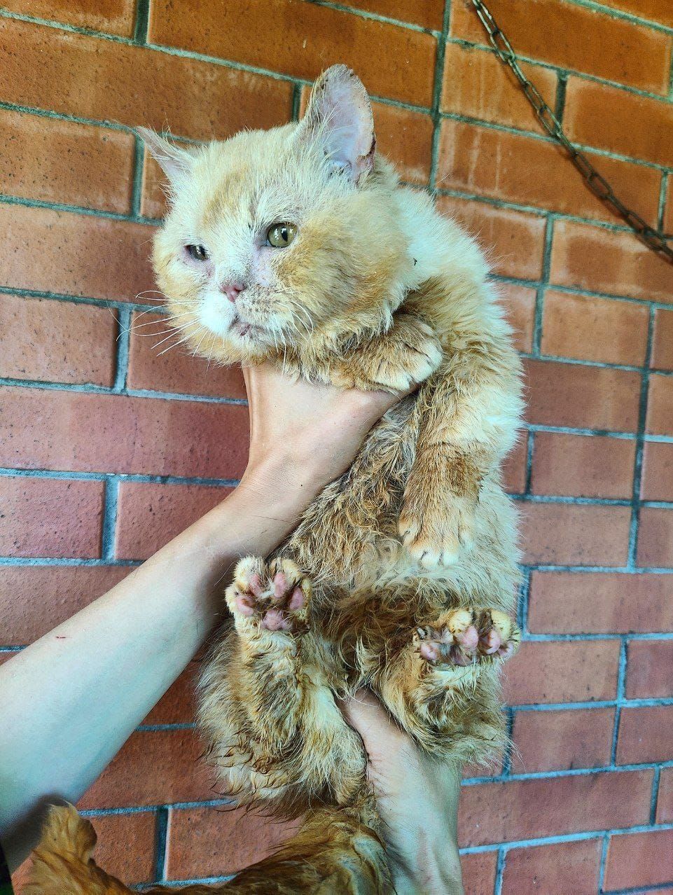 Munchkin Ded Mao from the barn-concentration camp will go today to have his stitches removed (KLK Amur Neva, FARUS, Potekhina E.V.) - My, cat, Animal Rescue, Helping animals, Munchkin, Breeders, Unscrupulous breeder, Video, Vertical video, Longpost, Tricolor cat