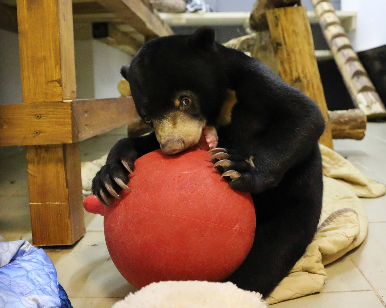 Epic Bear Fight - Malayan bear, The Bears, Teddy bears, Moscow Zoo, Wild animals, Toys for animals, Animal games, Young, Video, Telegram (link)